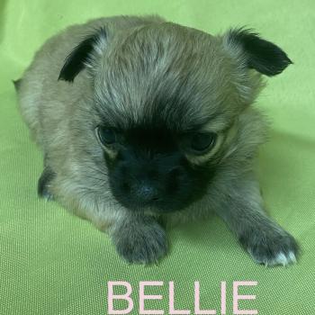 chiot Chihuahua Poil Long BELLIE mini chihuahua à réserver Domaine de la Chantelaie