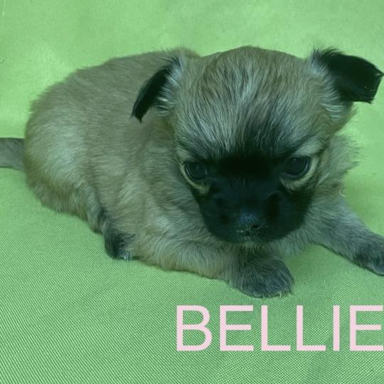 chiot Chihuahua Poil Long BELLIE mini chihuahua à réserver Domaine de la Chantelaie