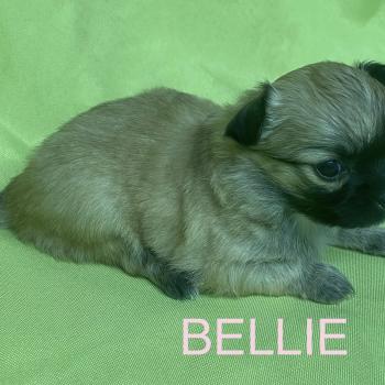 chiot Chihuahua Poil Long BELLIE mini chihuahua à réserver Domaine de la Chantelaie