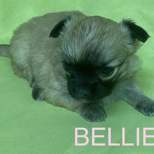 chiot Chihuahua Poil Long BELLIE mini chihuahua à réserver Domaine de la Chantelaie
