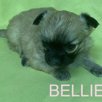 chiot Chihuahua Poil Long BELLIE mini chihuahua à réserver Domaine de la Chantelaie