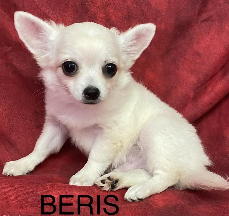 BÉRIS chihuahua disponible Mâle Chihuahua Poil Long