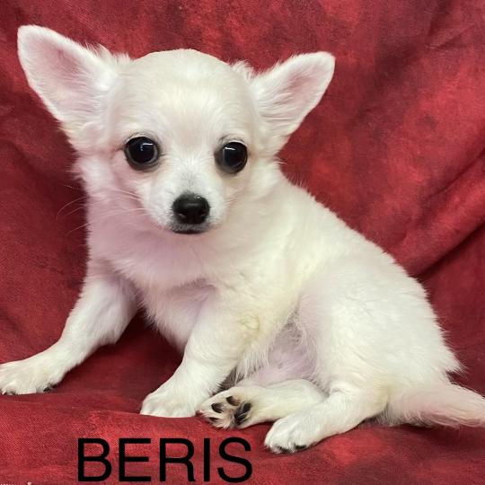 chiot Chihuahua Poil Long BÉRIS chihuahua disponible Domaine de la Chantelaie