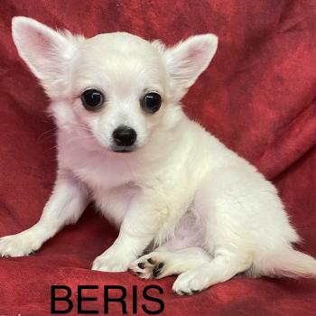 chiot Chihuahua Poil Long BÉRIS chihuahua disponible Domaine de la Chantelaie