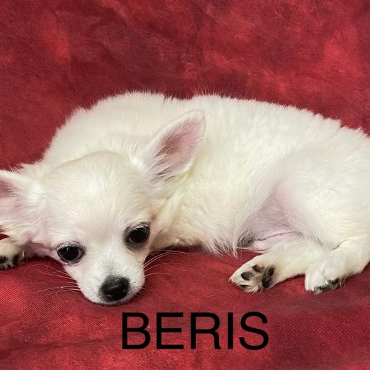 chiot Chihuahua Poil Long BÉRIS chihuahua disponible Domaine de la Chantelaie