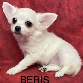chiot Chihuahua Poil Long BÉRIS chihuahua disponible Domaine de la Chantelaie
