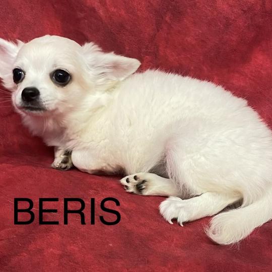 chiot Chihuahua Poil Long BÉRIS chihuahua disponible Domaine de la Chantelaie