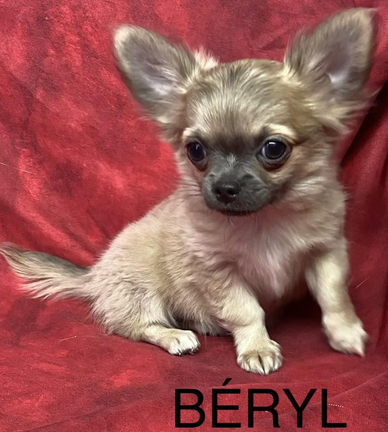 BERYL chihuahua disponible Mâle Chihuahua Poil Long
