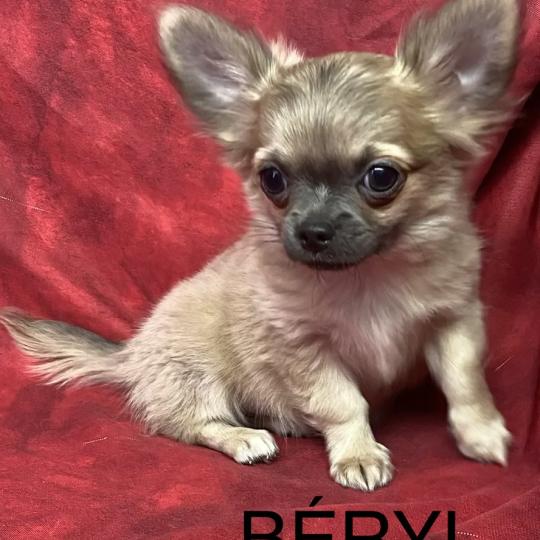chiot Chihuahua Poil Long BERYL chihuahua disponible Domaine de la Chantelaie