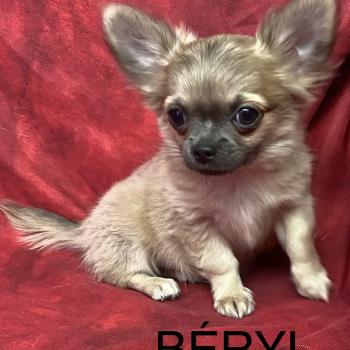 chiot Chihuahua Poil Long BERYL chihuahua disponible Domaine de la Chantelaie