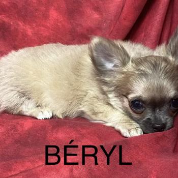 chiot Chihuahua Poil Long BERYL chihuahua disponible Domaine de la Chantelaie