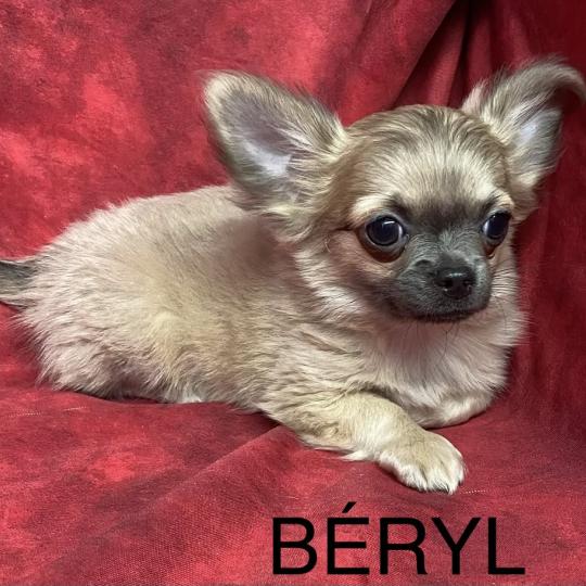 chiot Chihuahua Poil Long BERYL chihuahua disponible Domaine de la Chantelaie