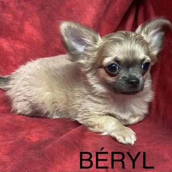 chiot Chihuahua Poil Long BERYL chihuahua disponible Domaine de la Chantelaie
