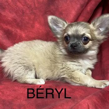chiot Chihuahua Poil Long BERYL chihuahua disponible Domaine de la Chantelaie