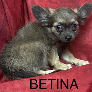chiot Chihuahua Poil Long BÉTINA chihuahua disponible Domaine de la Chantelaie