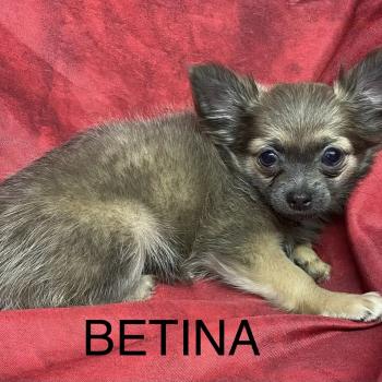 chiot Chihuahua Poil Long BÉTINA chihuahua disponible Domaine de la Chantelaie