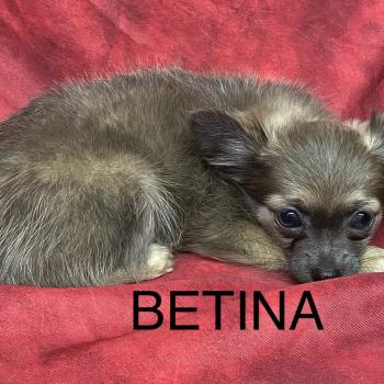 chiot Chihuahua Poil Long BÉTINA chihuahua disponible Domaine de la Chantelaie