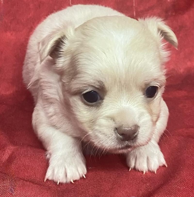 BETISE.chihuahua à réserver Femelle Chihuahua Poil Long