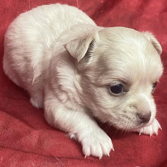 chiot Chihuahua Poil Long BETISE.chihuahua à réserver Domaine de la Chantelaie