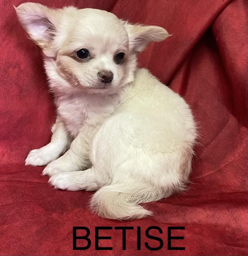 BETISE chihuahua DISPONIBLE Femelle Chihuahua Poil Long