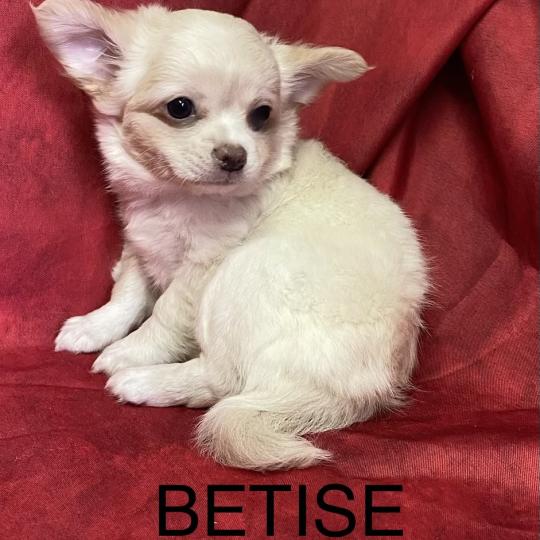 chiot Chihuahua Poil Long BETISE.chihuahua disponible Domaine de la Chantelaie