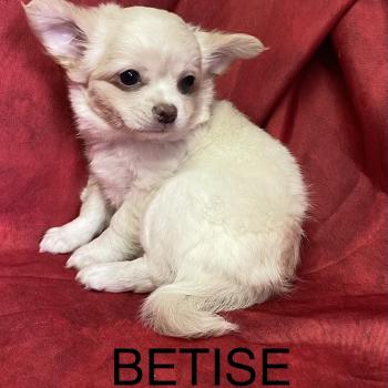 chiot Chihuahua Poil Long BETISE.chihuahua disponible Domaine de la Chantelaie