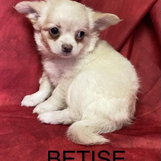 chiot Chihuahua Poil Long BETISE.chihuahua disponible Domaine de la Chantelaie