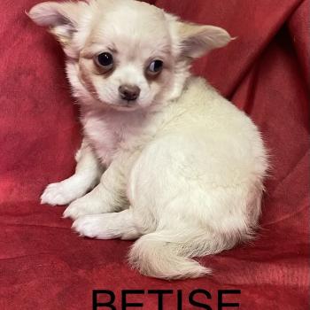 chiot Chihuahua Poil Long BETISE.chihuahua disponible Domaine de la Chantelaie