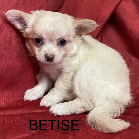 chiot Chihuahua Poil Long BETISE.chihuahua disponible Domaine de la Chantelaie