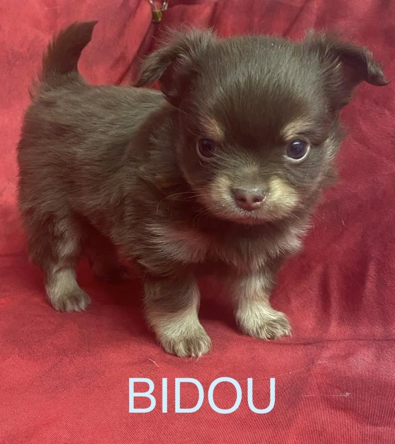 BIDOU chihuahua à réserver Mâle Chihuahua Poil Long