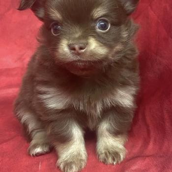 chiot Chihuahua Poil Long BIDOU chihuahua à réserver Domaine de la Chantelaie