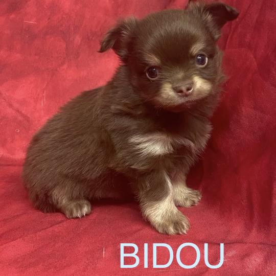 chiot Chihuahua Poil Long BIDOU chihuahua à réserver Domaine de la Chantelaie