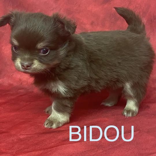 chiot Chihuahua Poil Long BIDOU chihuahua à réserver Domaine de la Chantelaie