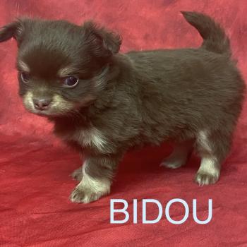 chiot Chihuahua Poil Long BIDOU chihuahua à réserver Domaine de la Chantelaie