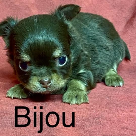 BIJOU mini chihuahua pl à réserver Mâle Chihuahua Poil Long