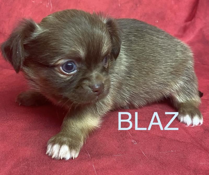 BILAZ chihuahua à réserver Mâle Chihuahua Poil Long