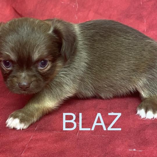 chiot Chihuahua Poil Long BILAZ chihuahua à réserver Domaine de la Chantelaie