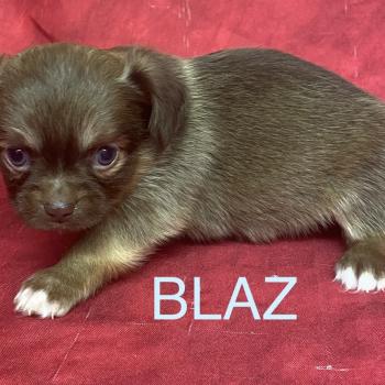 chiot Chihuahua Poil Long BILAZ chihuahua à réserver Domaine de la Chantelaie