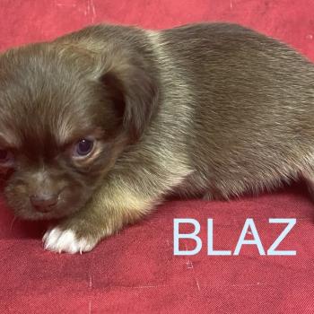 chiot Chihuahua Poil Long BILAZ chihuahua à réserver Domaine de la Chantelaie