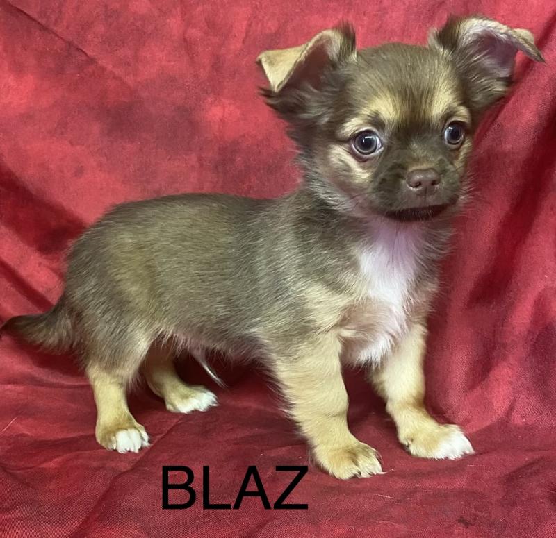 BILAZ chihuahua DISPONIBLE Mâle Chihuahua Poil Long