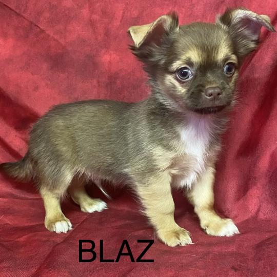 chiot Chihuahua Poil Long BILAZ chihuahua disponible Domaine de la Chantelaie