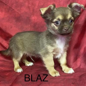 chiot Chihuahua Poil Long BILAZ chihuahua disponible Domaine de la Chantelaie