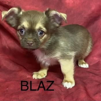 chiot Chihuahua Poil Long BILAZ chihuahua disponible Domaine de la Chantelaie