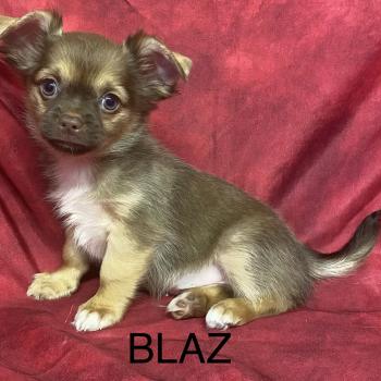 chiot Chihuahua Poil Long BILAZ chihuahua disponible Domaine de la Chantelaie