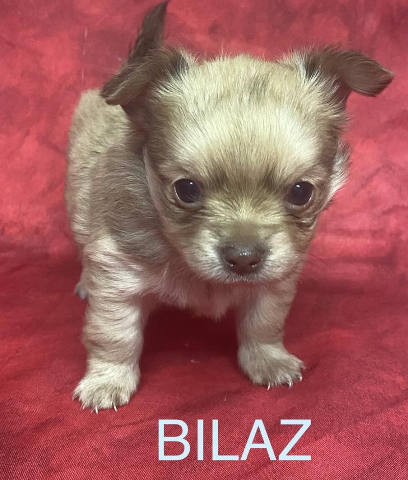 BILAZ chihuahua à réserver Mâle Chihuahua Poil Long