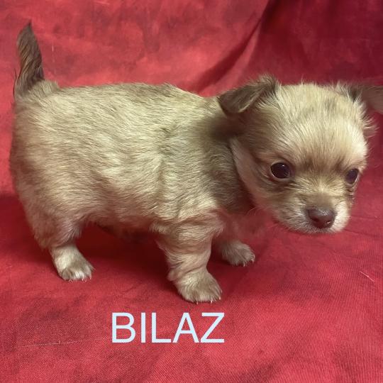 chiot Chihuahua Poil Long BILAZ chihuahua à réserver Domaine de la Chantelaie