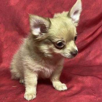 chiot Chihuahua Poil Long BILAZ chihuahua DISPONIBLE Domaine de la Chantelaie