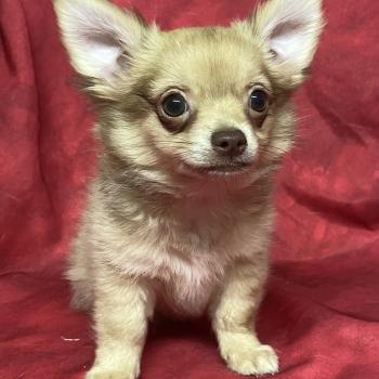 chiot Chihuahua Poil Long BILAZ chihuahua DISPONIBLE Domaine de la Chantelaie