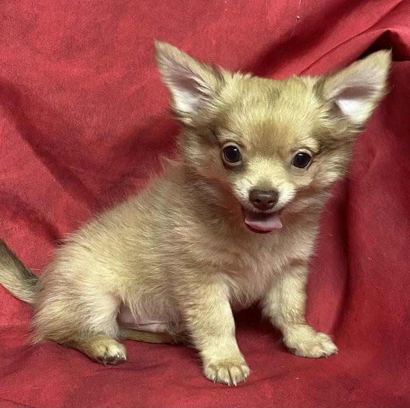BILAZ chihuahua DISPONIBLE Mâle Chihuahua Poil Long