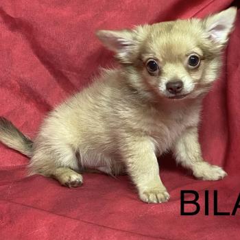 chiot Chihuahua Poil Long BILAZ chihuahua DISPONIBLE Domaine de la Chantelaie